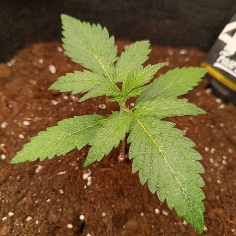 Gelato growlog timeline photo