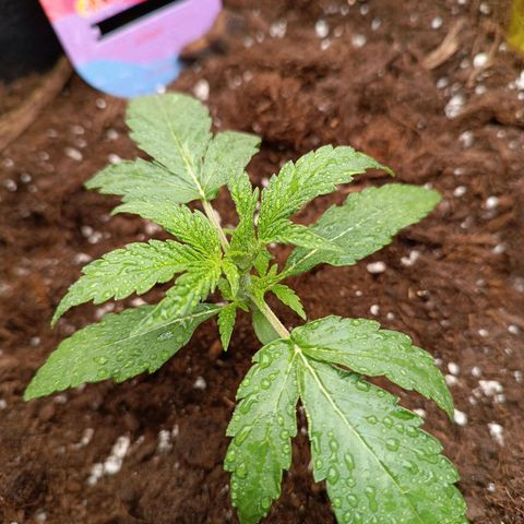 Candy Rain  growlog timeline photo