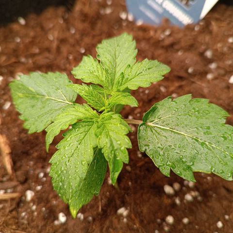 Purple CousKush  growlog timeline photo