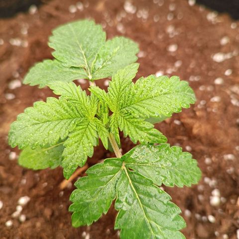 Fat Banana growlog timeline photo