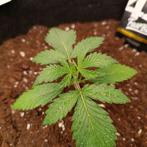 Gelato growlog timeline photo