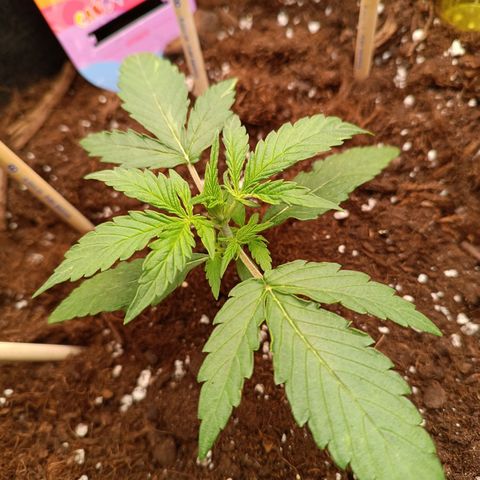 Candy Rain  growlog timeline photo
