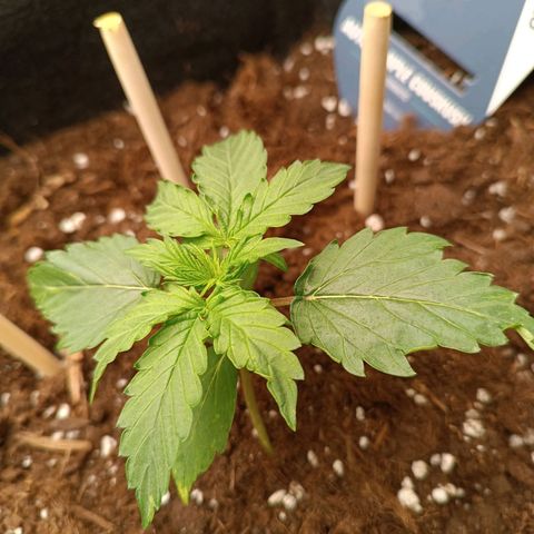 Purple CousKush  growlog timeline photo