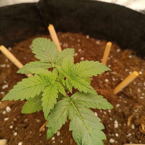 Fat Banana growlog timeline photo