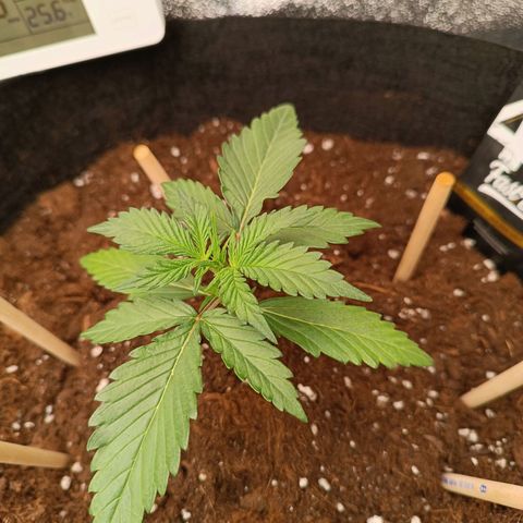 Gelato growlog timeline photo