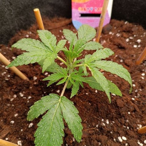 Candy Rain  growlog timeline photo