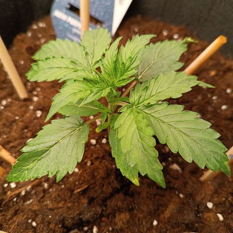 Purple CousKush  growlog timeline photo