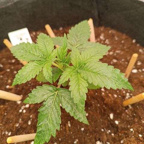 Fat Banana growlog timeline photo