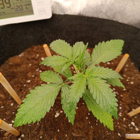 Gelato growlog timeline photo