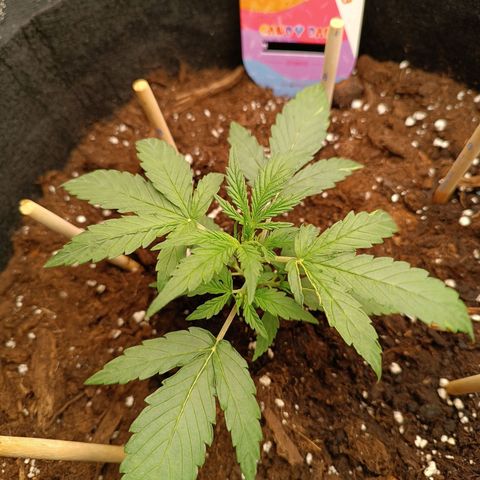 Candy Rain  growlog timeline photo