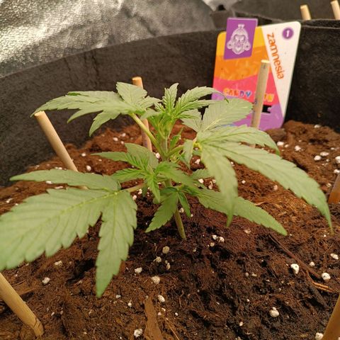 Candy Rain  growlog timeline photo