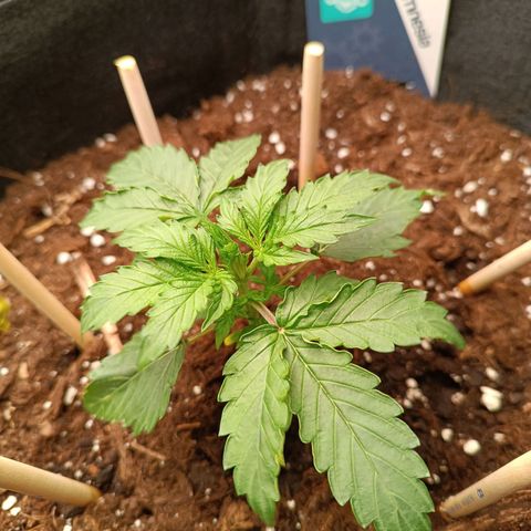 Purple CousKush  growlog timeline photo