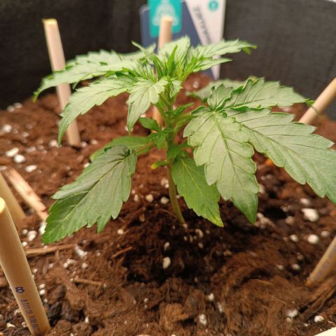 Purple CousKush  growlog timeline photo