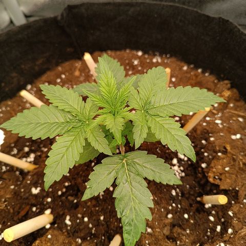 Fat Banana growlog timeline photo