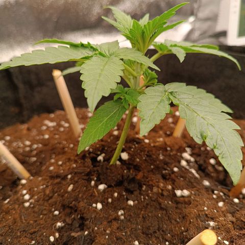 Fat Banana growlog timeline photo