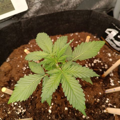 Gelato growlog timeline photo