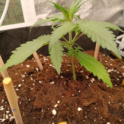 Gelato growlog timeline photo