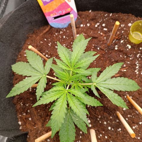 Candy Rain  growlog timeline photo