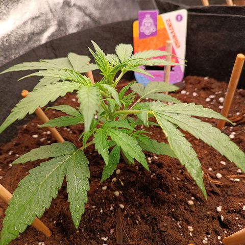 Candy Rain  growlog timeline photo