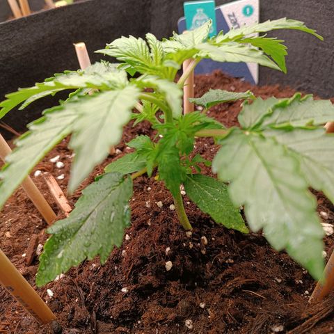 Purple CousKush  growlog timeline photo