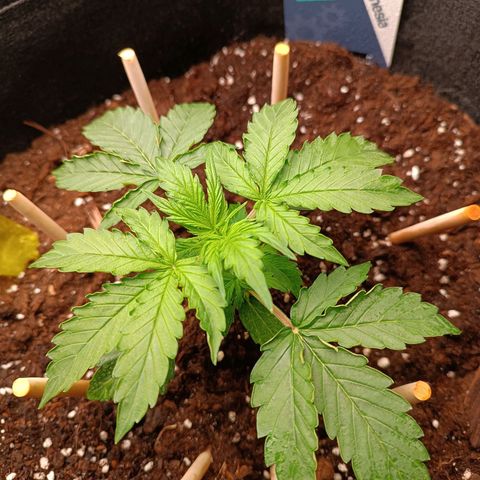 Purple CousKush  growlog timeline photo