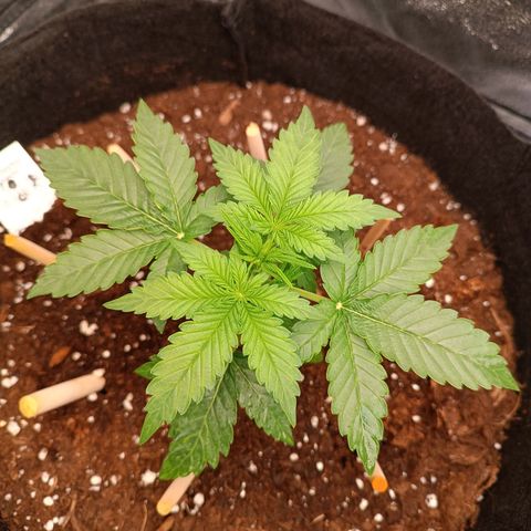 Fat Banana growlog timeline photo