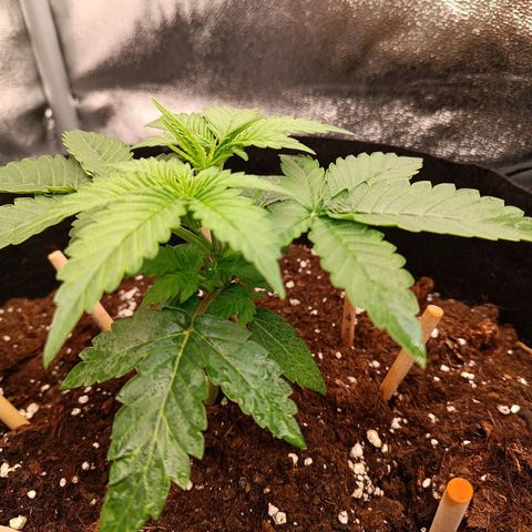 Fat Banana growlog timeline photo