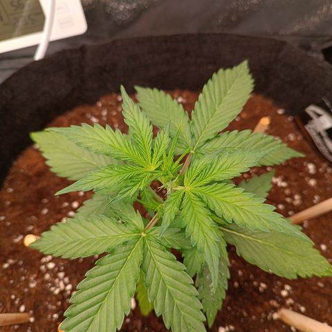 Gelato growlog timeline photo