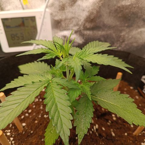 Gelato growlog timeline photo