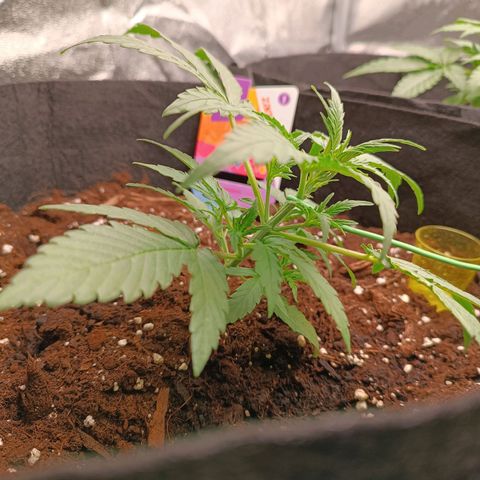 Candy Rain  growlog photo: LST