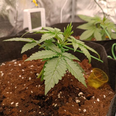 Fat Banana growlog photo: LST 