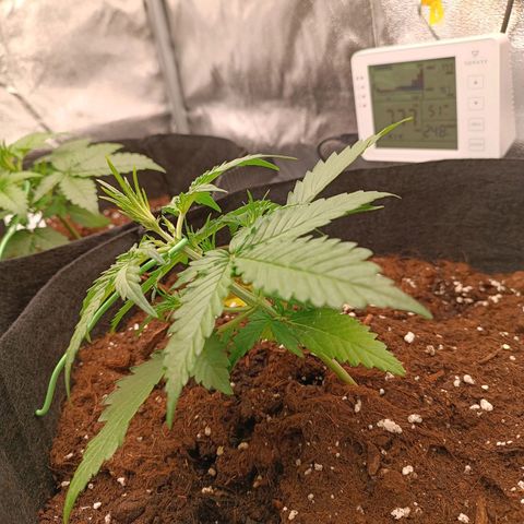 Gelato growlog photo: LST 