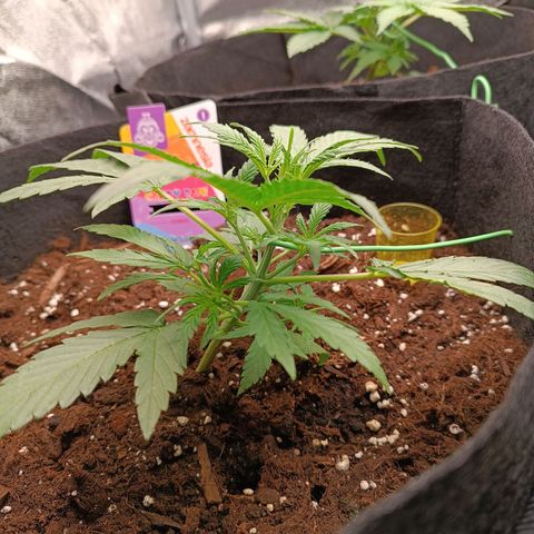 Candy Rain  growlog timeline photo