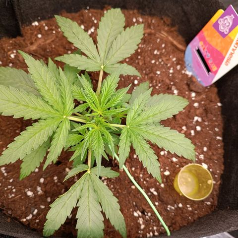 Candy Rain  growlog timeline photo