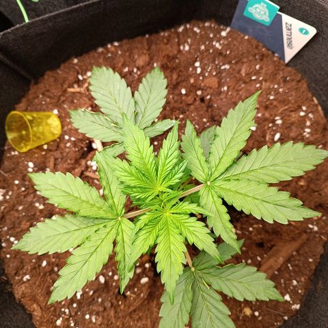 Purple CousKush  growlog timeline photo