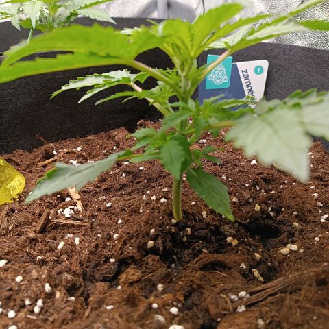 Purple CousKush  growlog timeline photo
