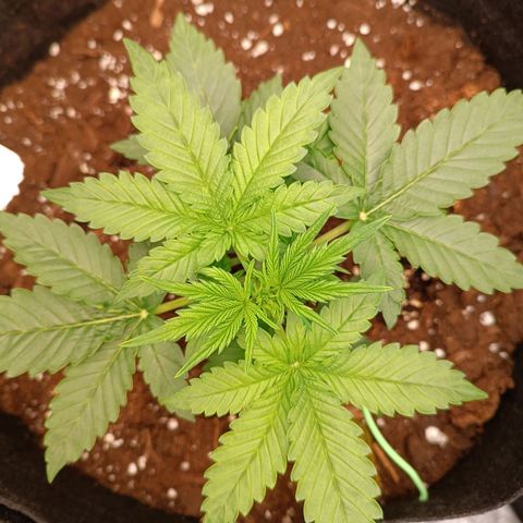 Fat Banana growlog timeline photo