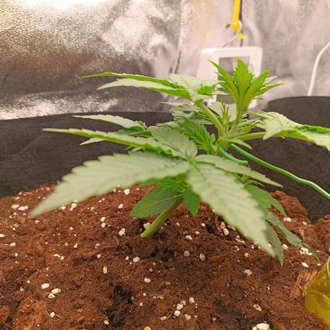 Fat Banana growlog timeline photo