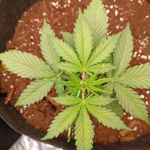 Gelato growlog timeline photo
