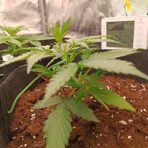 Gelato growlog timeline photo