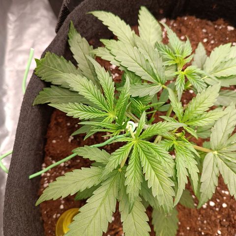 Candy Rain  growlog timeline photo