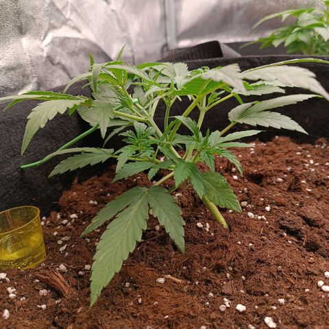 Candy Rain  growlog timeline photo