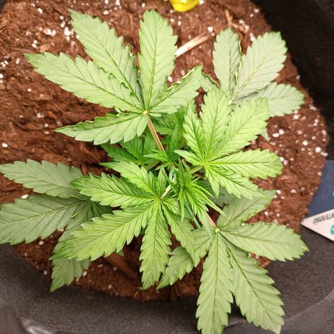 Purple CousKush  growlog timeline photo