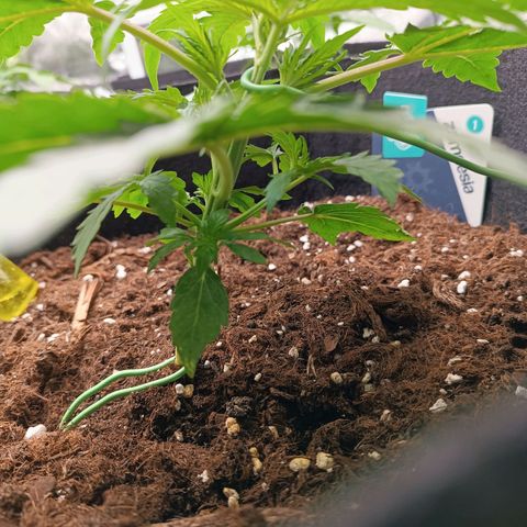 Purple CousKush  growlog timeline photo