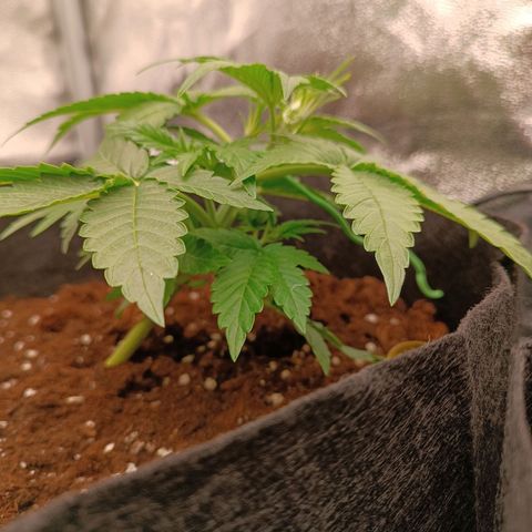Fat Banana growlog timeline photo