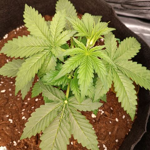 Fat Banana growlog timeline photo