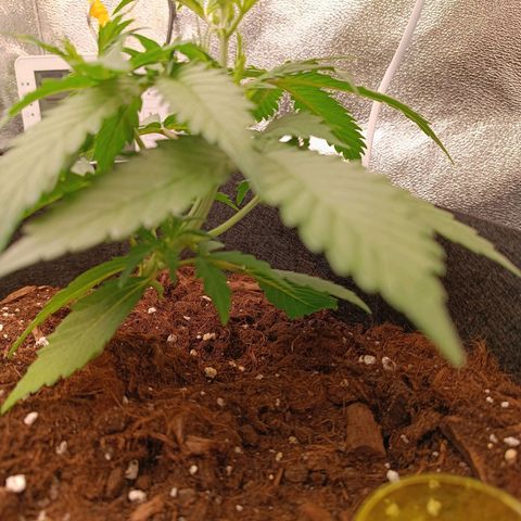 Gelato growlog timeline photo