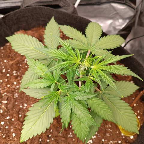 Gelato growlog timeline photo