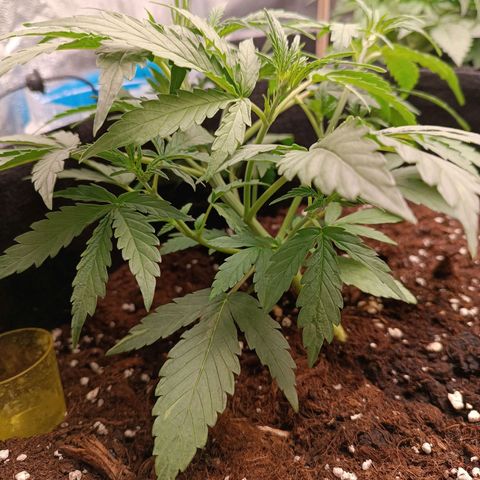 Candy Rain  growlog timeline photo