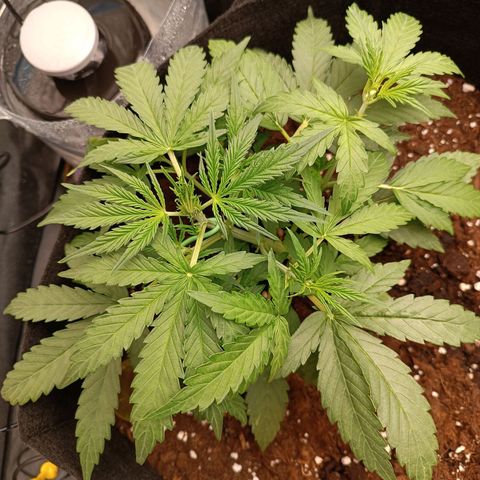 Candy Rain  growlog timeline photo